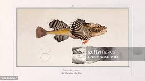 Image result for Chelidonichthys cuculus
