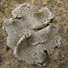 Attēlu rezultāti vaicājumam “Dermatocarpon miniatum”