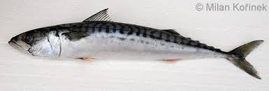 Image result for Scomber scombrus