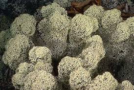 Attēlu rezultāti vaicājumam “Cladonia”