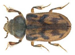 Attēlu rezultāti vaicājumam “Adoxus obscurus”