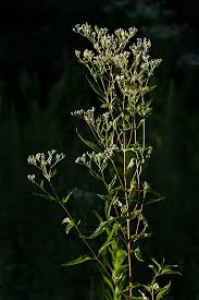 Attēlu rezultāti vaicājumam “Enteridium corticatum sessile”