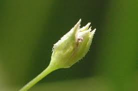 Attēlu rezultāti vaicājumam “Stellaria uliginosa”