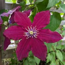 Attēlu rezultāti vaicājumam “Clematis flower”