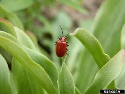 Attēlu rezultāti vaicājumam “Lilioceris lilii”