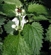 Attēlu rezultāti vaicājumam “Lamium album leaf”