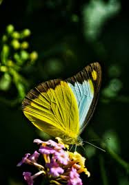 Attēlu rezultāti vaicājumam “Boloria titania upperside”