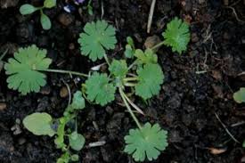 Attēlu rezultāti vaicājumam “Geranium molle leaf”