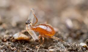 Attēlu rezultāti vaicājumam “Mesostigmata”