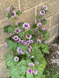 Image result for Malva sylvestris var. mauritiana