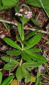 Attēlu rezultāti vaicājumam “Chimaphila umbellata flower”