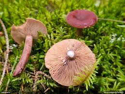 Attēlu rezultāti vaicājumam “Paradiacheopsis rigida macro”