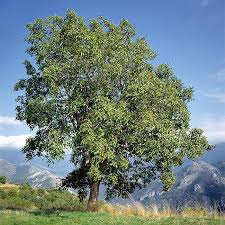 Attēlu rezultāti vaicājumam “Juglans regia”