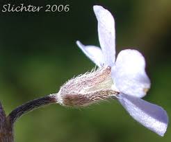 Attēlu rezultāti vaicājumam “Myosotis sylvatica leaf”