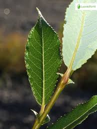 Attēlu rezultāti vaicājumam “Salix myrsinifolia”