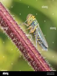 Attēlu rezultāti vaicājumam “Cicadella viridis female”