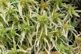 Attēlu rezultāti vaicājumam “Pseudobryum cinclidioides”