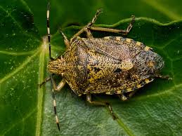Attēlu rezultāti vaicājumam “Dolycoris baccarum”