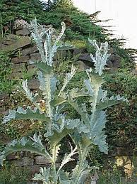Image result for Onopordum acanthium
