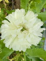 Image result for Papaver somniferum White Cloud