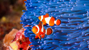 Image result for sea Anemone