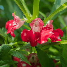 Image result for Impatiens balsamina