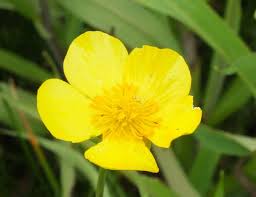Attēlu rezultāti vaicājumam “Ranunculus lingua leaf”