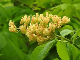 Attēlu rezultāti vaicājumam “Aesculus flava bud”