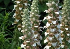 Image result for Digitalis lanata