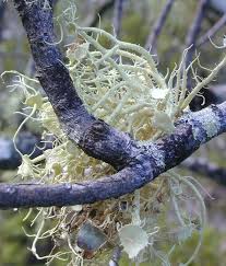 Attēlu rezultāti vaicājumam “Usnea filipendula”