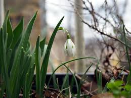 Attēlu rezultāti vaicājumam “Galanthus nivalis leaf”