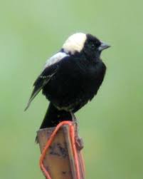 Image result for Dolichonyx oryzivorus