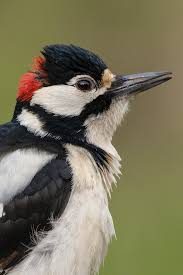 Attēlu rezultāti vaicājumam “Dendrocopos medius adult”