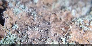 Attēlu rezultāti vaicājumam “Chaenotheca laevigata”