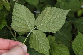 Attēlu rezultāti vaicājumam “Rubus caesius”