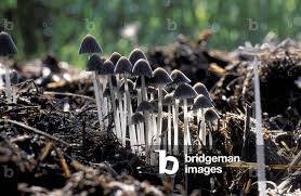 Attēlu rezultāti vaicājumam “Coprinus sp.”