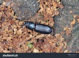 Attēlu rezultāti vaicājumam “Trogossitidae”