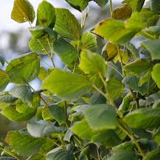 Attēlu rezultāti vaicājumam “Tilia platyphyllos Laciniata leaf”