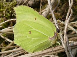 Attēlu rezultāti vaicājumam “Gonepteryx rhamni male”
