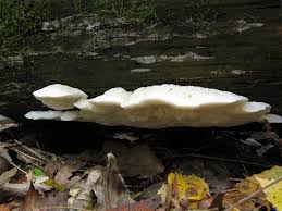 Attēlu rezultāti vaicājumam “Postia leucomallella”