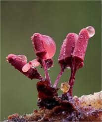 Attēlu rezultāti vaicājumam “Arcyria affinis”