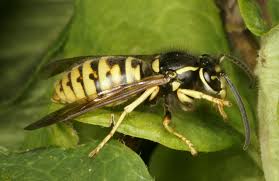 Attēlu rezultāti vaicājumam “Vespula rufa”