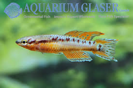 Image result for Aphyosemion