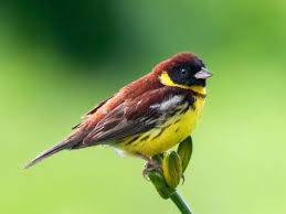 Image result for Emberiza aureola