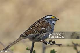 Image result for Zonotrichia albicollis