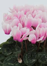 Image result for Cyclamen persicum