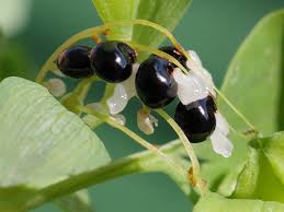 Attēlu rezultāti vaicājumam “Corydalis intermedia fruit”