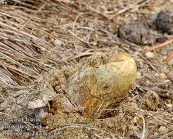 Attēlu rezultāti vaicājumam “Rhizopogon luteolus”