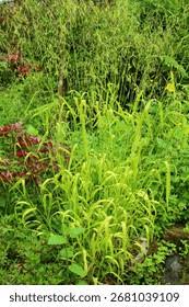 Attēlu rezultāti vaicājumam “Milium effusum leaf”