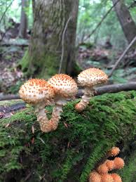 Attēlu rezultāti vaicājumam “Pholiota squarrosoides”